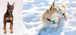 Miniature Pinscher vs Labrador Husky - Breed Comparison