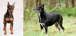 Miniature Pinscher vs Lapponian Herder - Breed Comparison