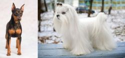 Miniature Pinscher vs Maltese - Breed Comparison