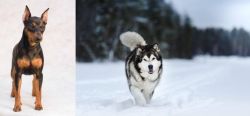 Miniature Pinscher vs Siberian Husky - Breed Comparison