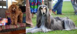 Miniature Poodle vs Afghan Hound - Breed Comparison