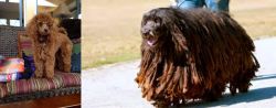 Miniature Poodle vs Bergamasco - Breed Comparison