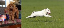 Miniature Poodle vs Bull Terrier - Breed Comparison