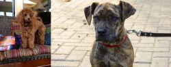 Miniature Poodle vs Catahoula Bulldog - Breed Comparison