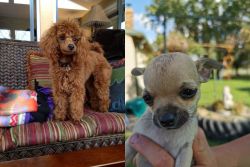 Miniature Poodle vs Chihuahua - Breed Comparison