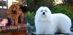 Miniature Poodle vs Coton De Tulear - Breed Comparison