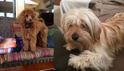 Miniature Poodle vs Cyprus Poodle - Breed Comparison