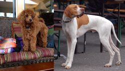 Miniature Poodle vs English Pointer - Breed Comparison