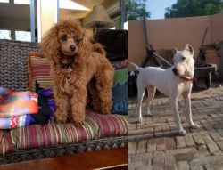 Miniature Poodle vs Indian Bull Terrier - Breed Comparison