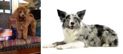 Miniature Poodle vs Koolie - Breed Comparison