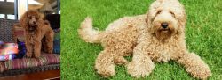 Miniature Poodle vs Labradoodle - Breed Comparison