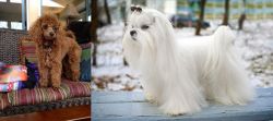 Miniature Poodle vs Maltese - Breed Comparison