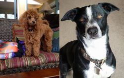 Miniature Poodle vs McNab - Breed Comparison