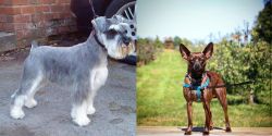 Miniature Schnauzer vs Bospin - Breed Comparison