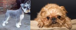 Miniature Schnauzer vs Brug - Breed Comparison