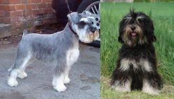 Miniature Schnauzer vs Cao da Serra de Aires - Breed Comparison