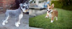 Miniature Schnauzer vs Corgi - Breed Comparison