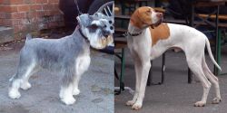 Miniature Schnauzer vs English Pointer - Breed Comparison
