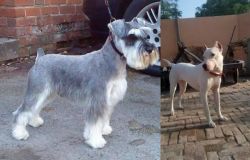 Miniature Schnauzer vs Indian Bull Terrier - Breed Comparison