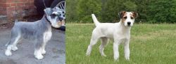 Miniature Schnauzer vs Jack Russell Terrier - Breed Comparison