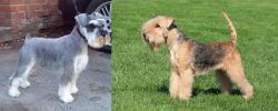 Miniature Schnauzer vs Lakeland Terrier - Breed Comparison