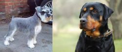 Miniature Schnauzer vs Rottweiler - Breed Comparison