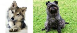 Miniature Siberian Husky vs Affenpinscher - Breed Comparison