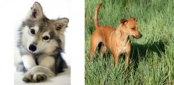 Miniature Siberian Husky vs Africanis - Breed Comparison