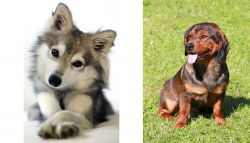 Miniature Siberian Husky vs Alpine Dachsbracke - Breed Comparison