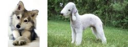 Miniature Siberian Husky vs Bedlington Terrier - Breed Comparison