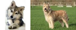Miniature Siberian Husky vs Berger Picard - Breed Comparison