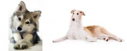 Miniature Siberian Husky vs Borzoi - Breed Comparison