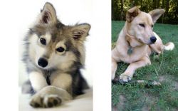 Miniature Siberian Husky vs Carolina Dog - Breed Comparison