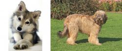 Miniature Siberian Husky vs Catalan Sheepdog - Breed Comparison