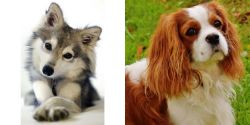 Miniature Siberian Husky vs Cavalier King Charles Spaniel - Breed Comparison
