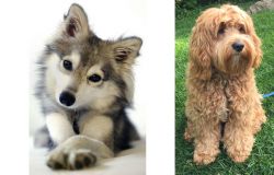 Miniature Siberian Husky vs Cockapoo - Breed Comparison