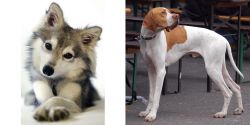 Miniature Siberian Husky vs English Pointer - Breed Comparison