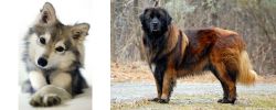 Miniature Siberian Husky vs Estrela Mountain Dog - Breed Comparison