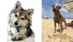 Miniature Siberian Husky vs Fell Terrier - Breed Comparison