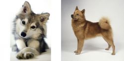 Miniature Siberian Husky vs Finnish Spitz - Breed Comparison
