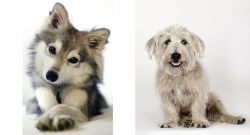 Miniature Siberian Husky vs Glen of Imaal Terrier - Breed Comparison