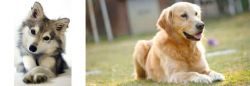 Miniature Siberian Husky vs Goldador - Breed Comparison
