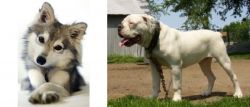 Miniature Siberian Husky vs Hermes Bulldogge - Breed Comparison