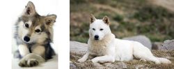 Miniature Siberian Husky vs Jindo - Breed Comparison