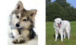 Miniature Siberian Husky vs Kuvasz - Breed Comparison