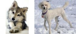Miniature Siberian Husky vs Poodle - Breed Comparison