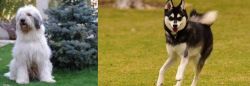 Mioritic Sheepdog vs Alaskan Klee Kai - Breed Comparison