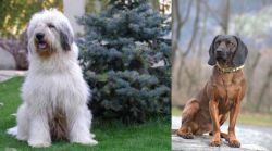 Mioritic Sheepdog vs Bavarian Mountain Hound - Breed Comparison