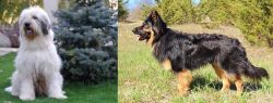 Mioritic Sheepdog vs Bohemian Shepherd - Breed Comparison