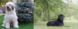 Mioritic Sheepdog vs Bouvier des Flandres - Breed Comparison
